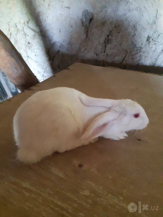 Quyonlar sotiladi