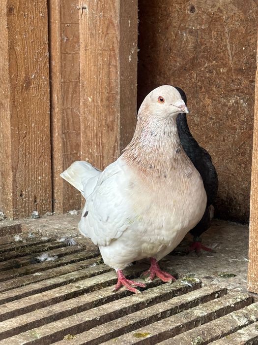 Mascul texan        .