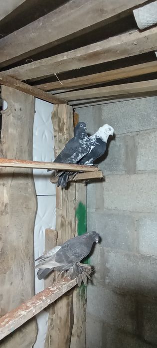 Кептер сатылады Шымкентте тур