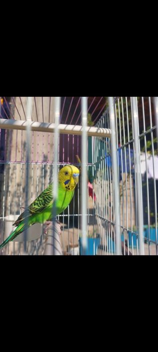 ПОПУГАИ,Клетки , корма