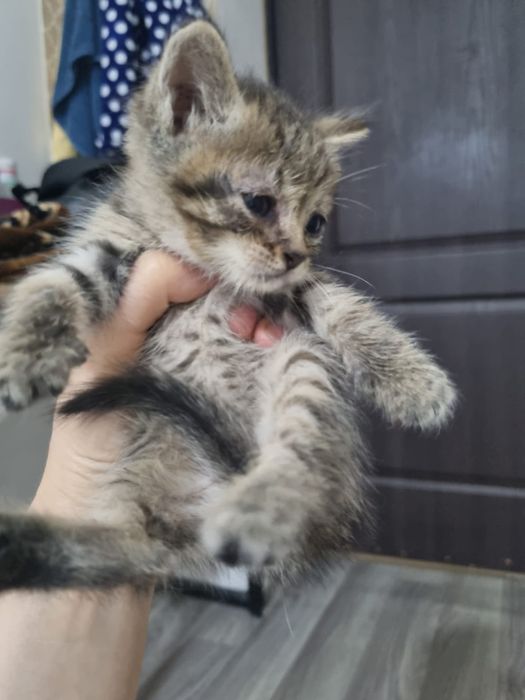 Отдам бесплатно котят