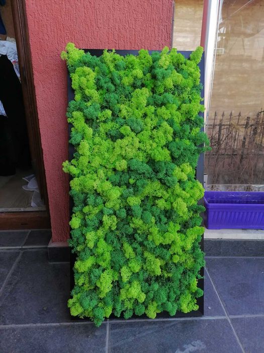 Пана и картини от скандинавски мъх , декорация от мъх , пано зелен мъх , пано с рамки или без рамка по поръчка