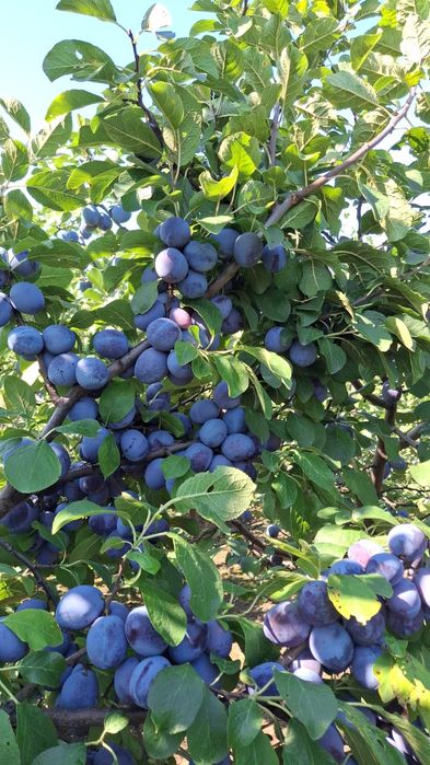 Prune de masă, din livada proprie Vulturu .  Vrancea