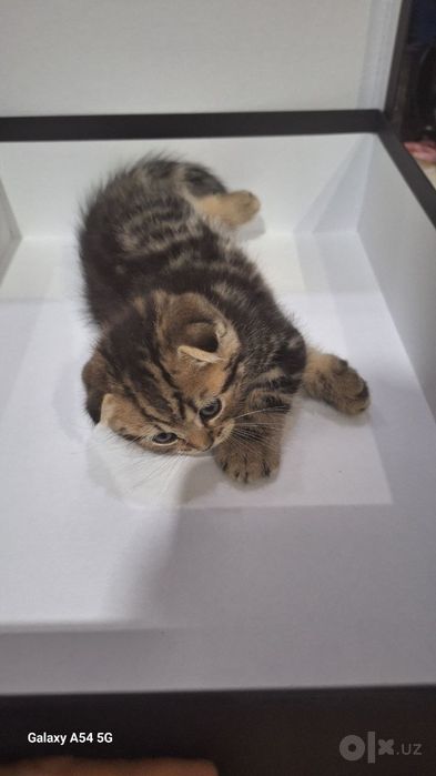Скотиш фолд 1.5 oylik