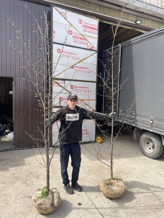 Липа мелколисная