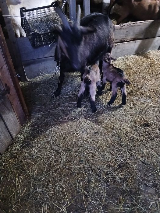 Vând 3 capre cu 5 iezi