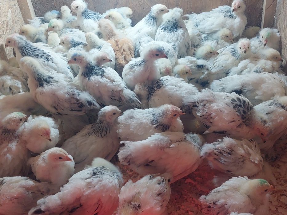 Pui brahma herminat deschis