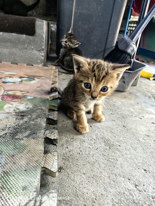 Отдам даром котят