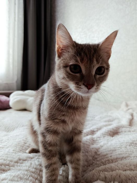 Отдам котика бесплатно