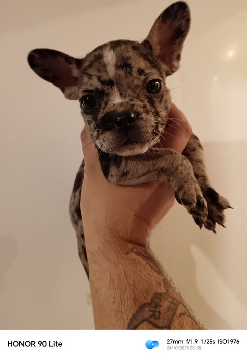 Френски булдог Мерле