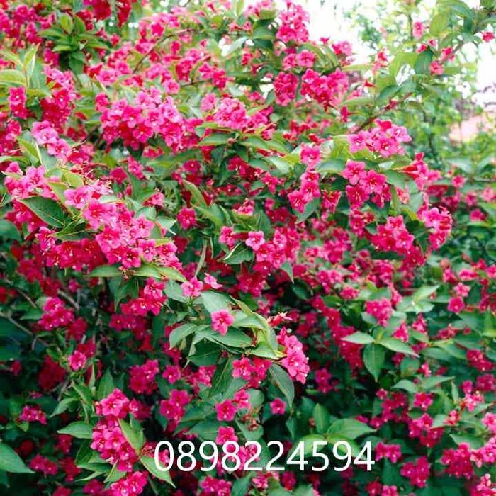 Вайгела – Налични 4 вида  Студоустойчива