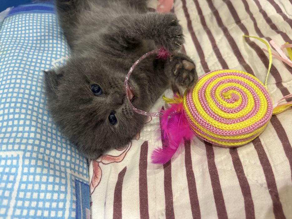 Продается котята из правелный вязке.Родились 24 января 2026