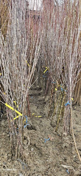 Infiintam livezi Nuci Chandler, Aluni, Meri, Peri, Aronia, Pruni.