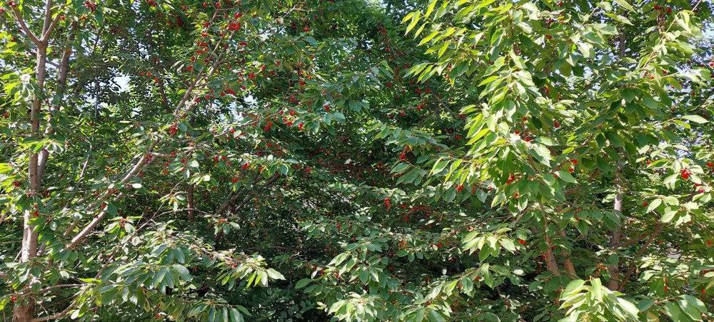 Продается дом в Юкори Чирчикском районе, 16 сотых