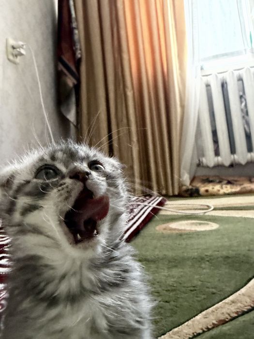 Срочно!Шотландский вислоухий котёнок, 1.5 месяца, мальчик