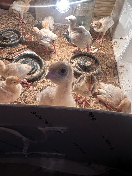 Big 6 kurka 10 kunlik