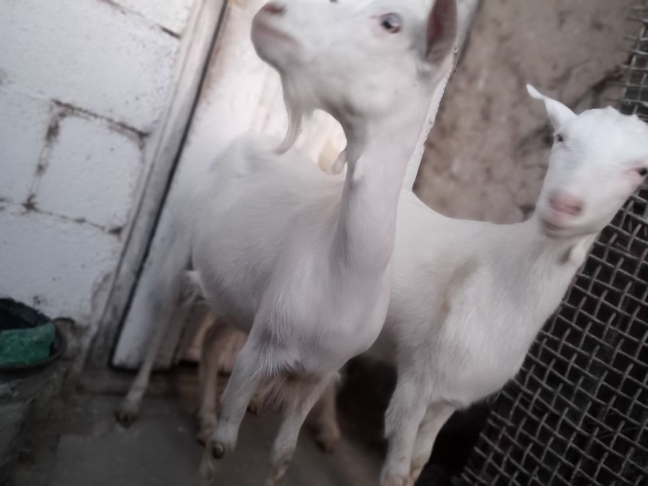 Зааненский коза ешкі