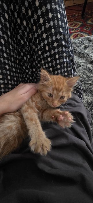 Котенок! У лотку приучен