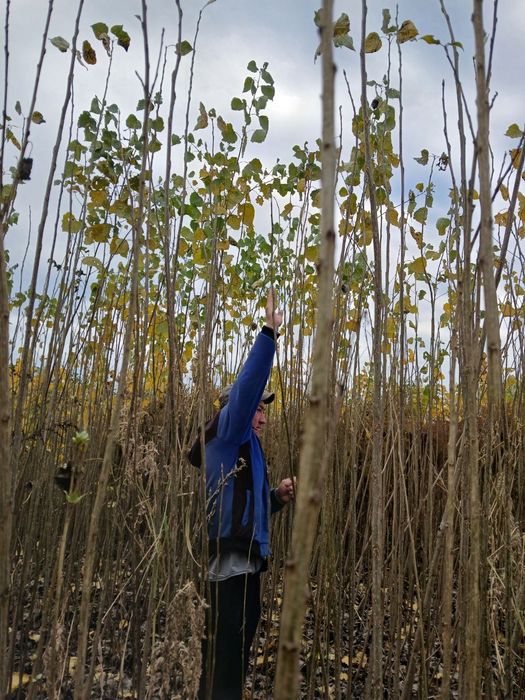 Shu yil erta bahor ekilgan terak kõchatlari.maksimal 35000ta