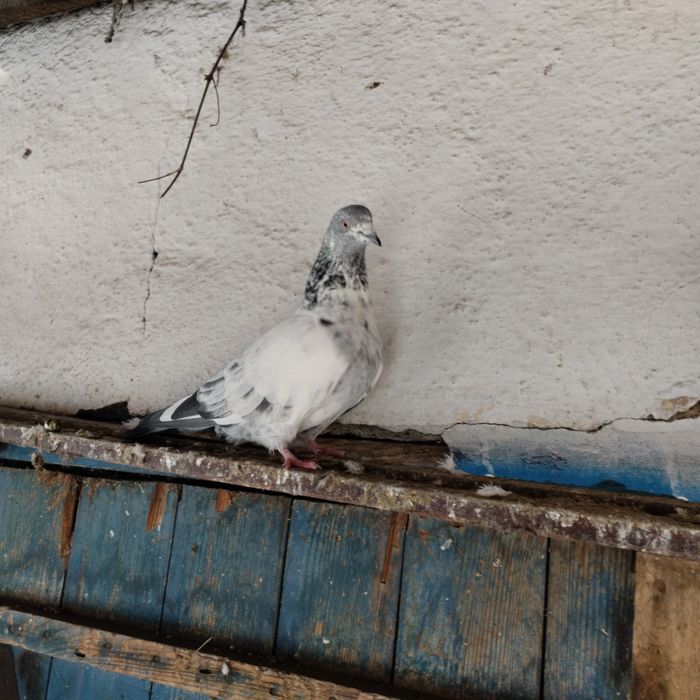 Продам голубей пакистанцев