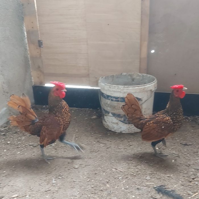 Сибрайт  сибрайт