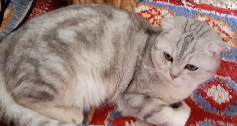 Mushuk sotiladi ogil bola