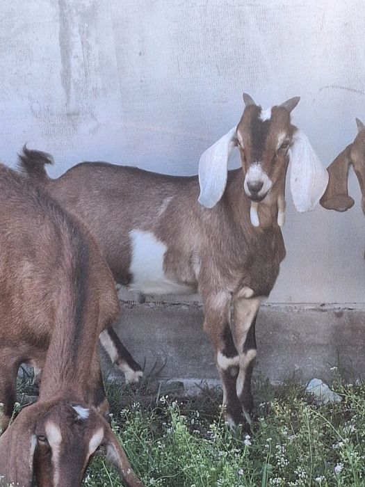 Țap Anglo Nubian de vânzare