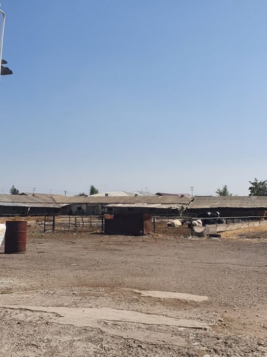 Ferma. 3.8 ga yer maydoniga ega chorva fermasi sotiladi