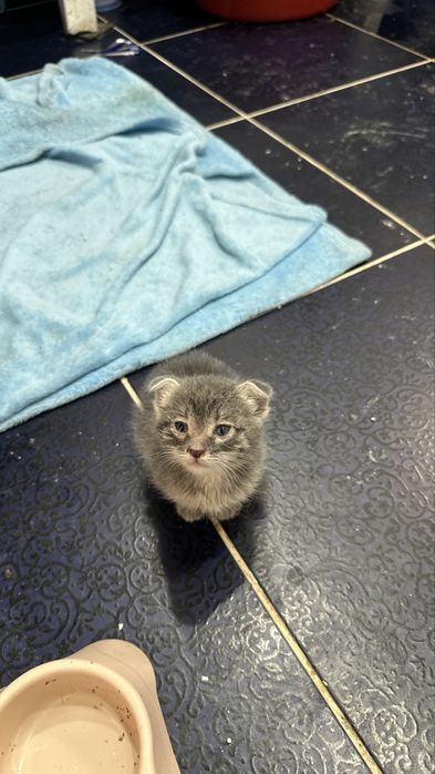 в добрые руки котят