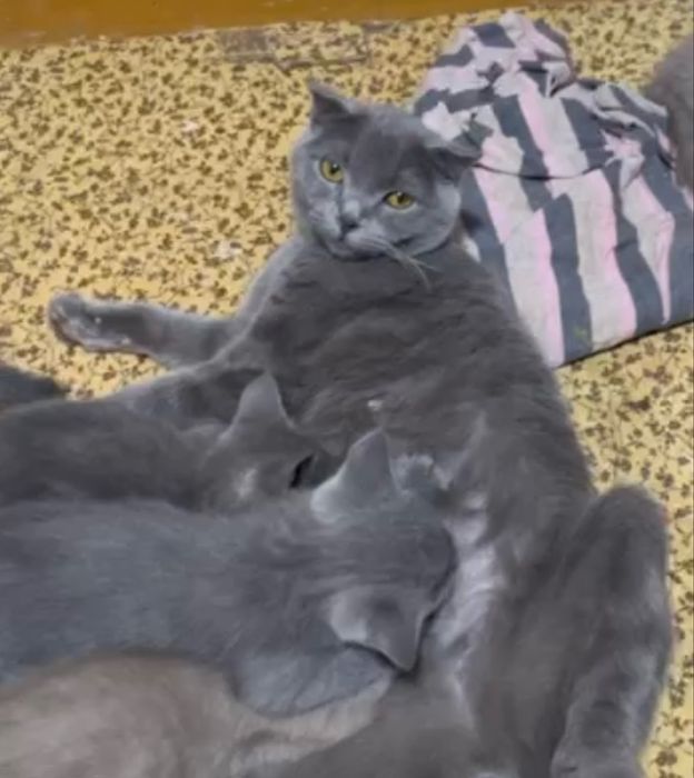 Срочно продаются британские котята!