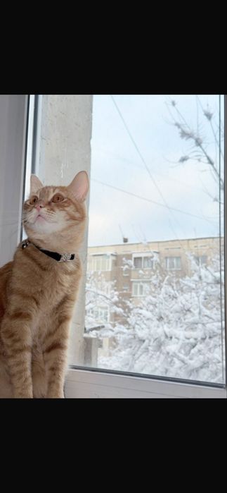 Кошка(коко) безплатно