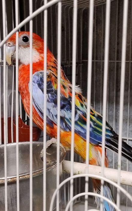 Papagali de vânzare
