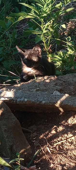 Котенца на три месеца за осиновяване