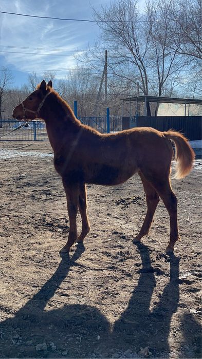 Лошадь Английской породы