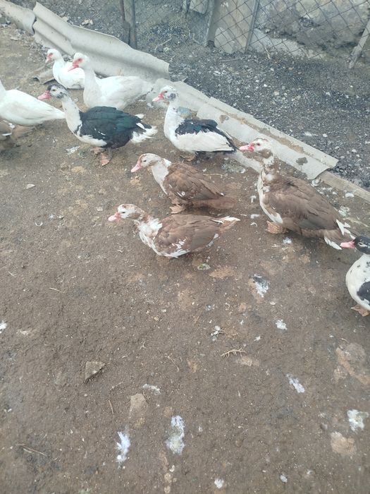 Индоутки хорошие домашние