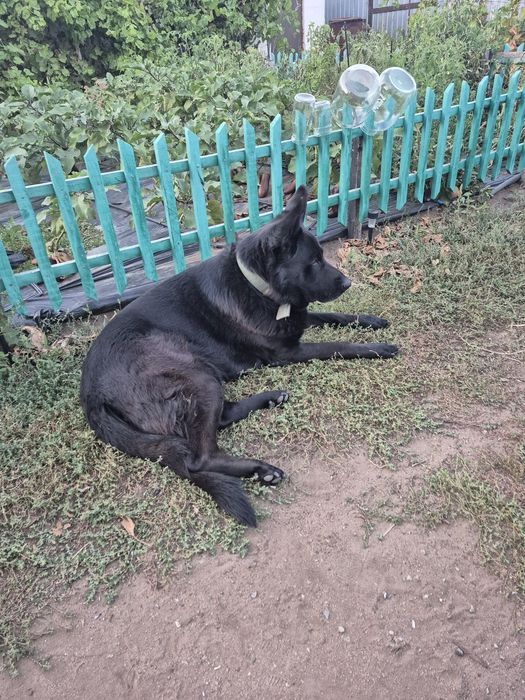 Собака для случки ищем девочку  дддддддддддддддддддд