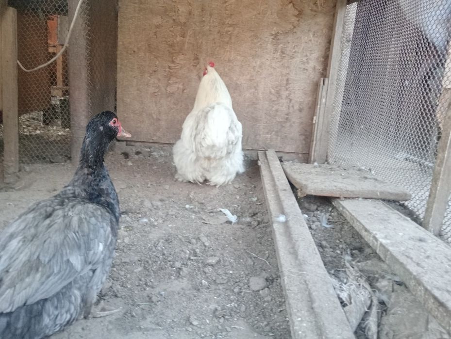 Кохинхин белый,петух.