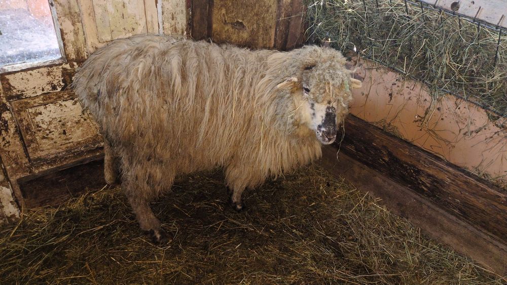 Vând sau schimb berbecul