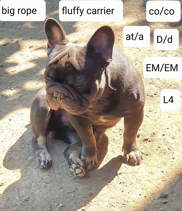 Френски булдог (Big rope) Fluffy carrier