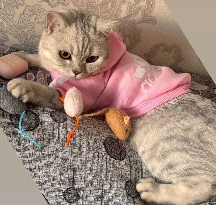 Продам кошку шотландская