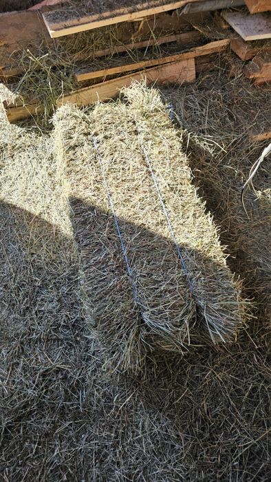 Vând baloți fan 2026