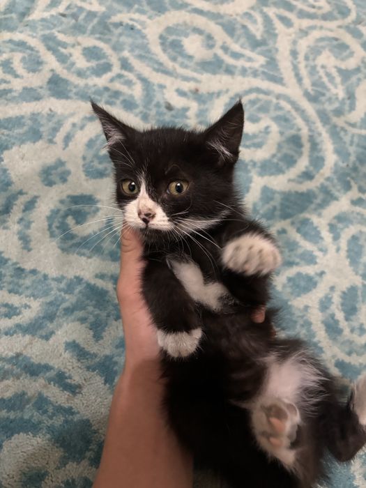 Котята бесплатно