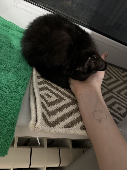 Котенок в добрые руки