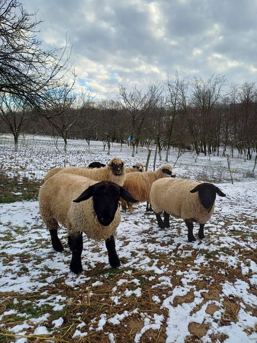 Vand oi Suffolk si țurcane