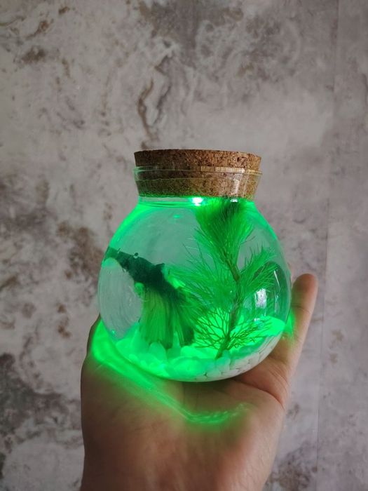 Продается переносной аквариум с рыбкой петушком.