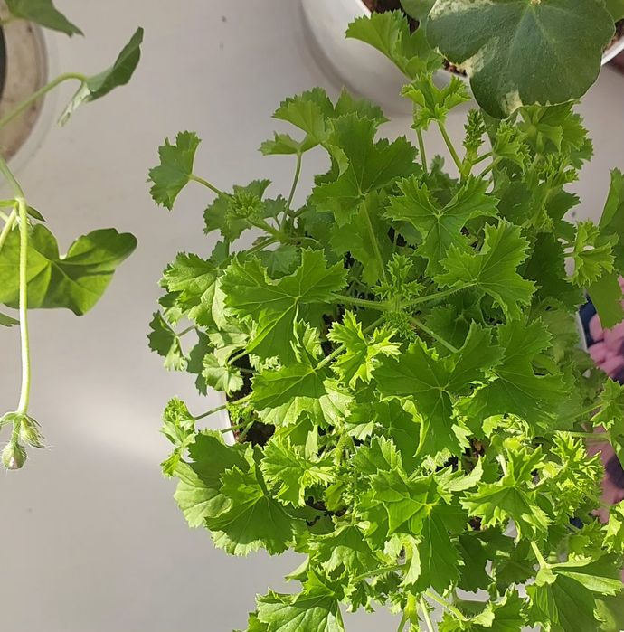 Продам комнатные цветы