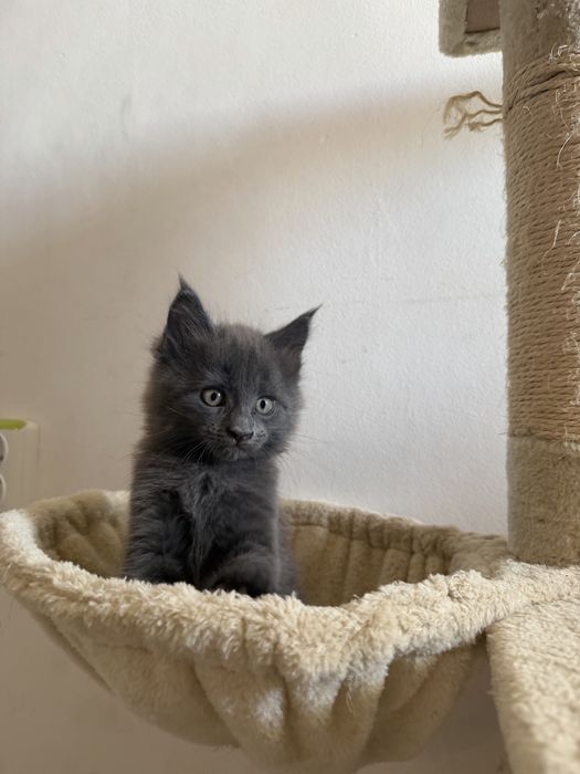 Котенца Мейн Куун