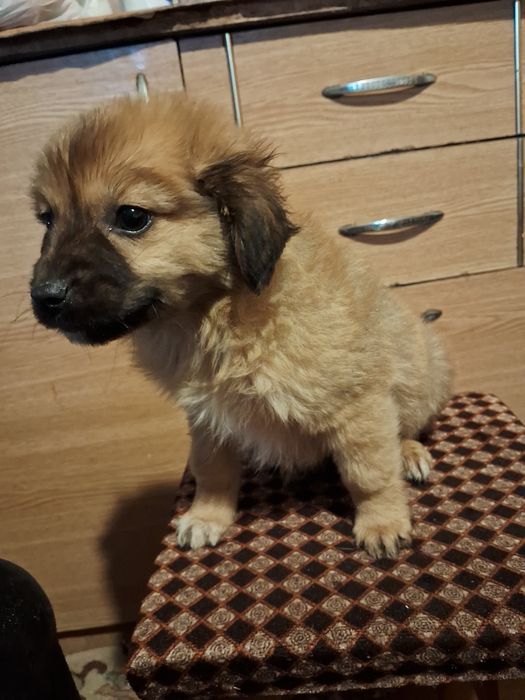 Donez căței talie mică