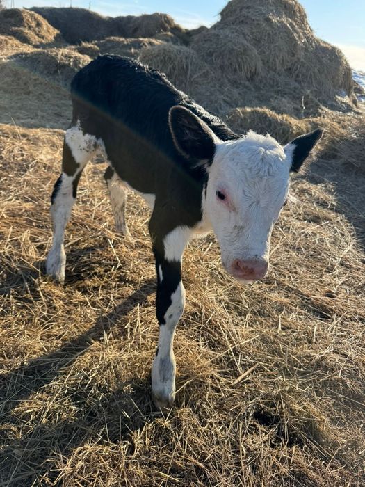 Продам телят телёнка