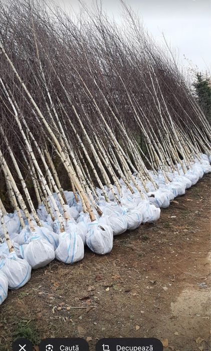 Mesteanca in coaja alba